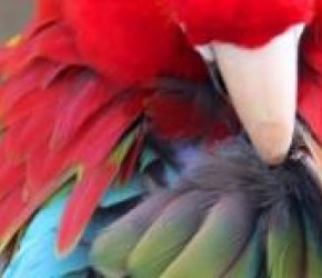 Animals Among Us: 11th Annual Youth Exhibition
