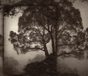 Albumen Workshop with Jennifer Schlesinger