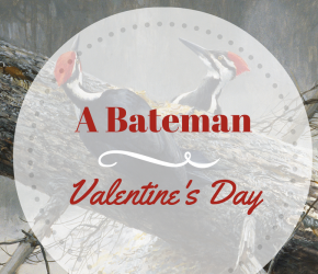 Lovebirds – The Amorous Life of Birds with Robert Bateman
