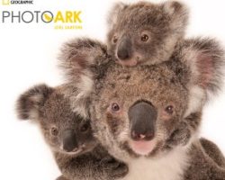 National Geographic Photo Ark Exhibition