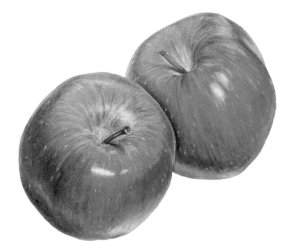 Extended - Intro to Botanical Drawing: Crystal Beshara