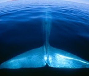 The Renaissance of the Blue: The Odyssey of the ROM’s Great Whale