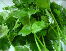 Cilantro Mantra