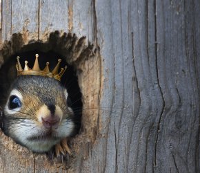 Shakespeare in High Park: King Lear and Twelfth Night