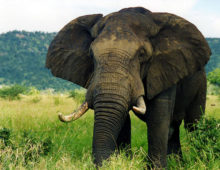 Elephant Soul