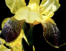 Floral Ecstacy