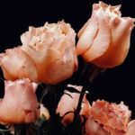 Flower Photo Two