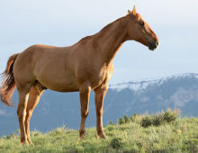 Poem Horse