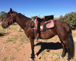 Does Your Horse Have A Saddle?