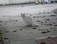 Nine Lives