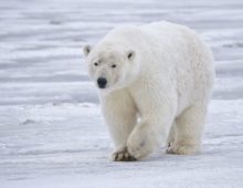 Kingdom of the Polar bear