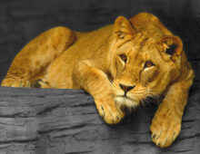 Lion tamer
