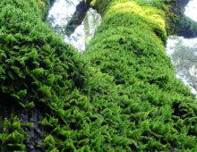 Trees of the house