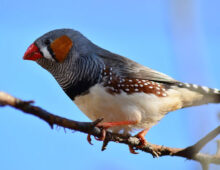 The Finch’s Song