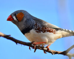 The Finch’s Song