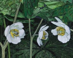 Review of The Mayapple Forest