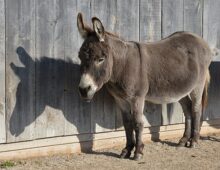 Donkeys