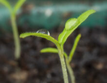 Journal Entry: Germination
