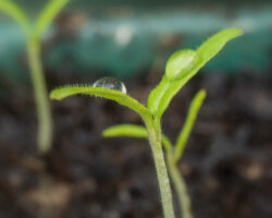 Journal Entry: Germination