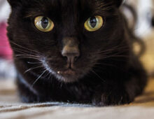 Feline Fright