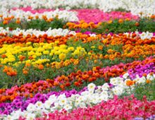 A Garden Grows