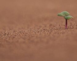 Seeds of Resilience
