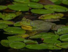 More Bullfrog Than Prophet