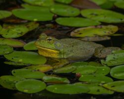 More Bullfrog Than Prophet