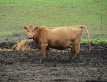 The Cows and the Mud
