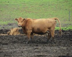 The Cows and the Mud