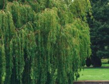 The Weeping Willow Tree