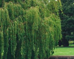 The Weeping Willow Tree