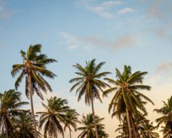a faraway dream